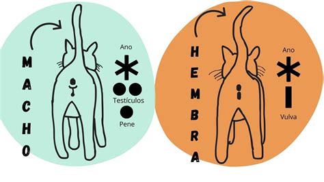 Diagrama de las diferencias entre el abdomen de un macho y una hembra (dimorfismo sexual)