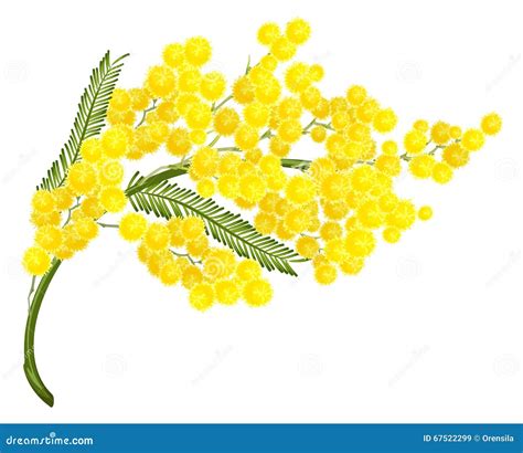 ilustración de flor de mimosa amarilla