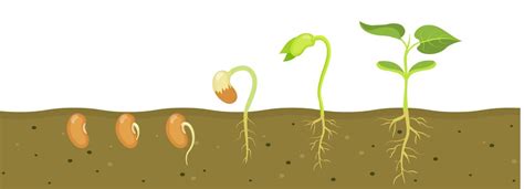 Esquema comparativo de las etapas de crecimiento: semilla, germinado, brote, microplanta