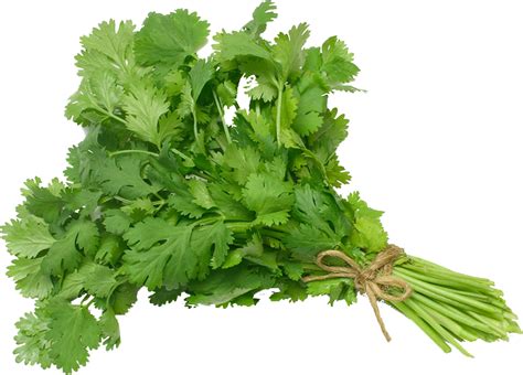 Primer plano de un manojo de cilantro fresco con sus hojas divididas.