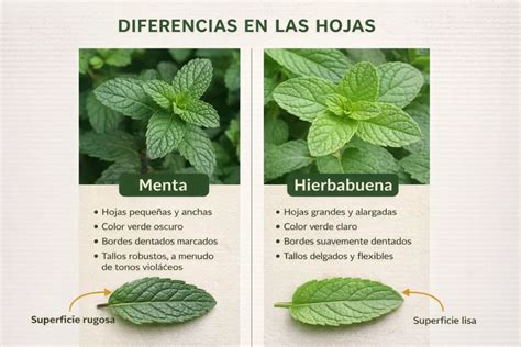 Comparación visual de hojas de menta y hierbabuena, destacando sus diferencias sutiles.