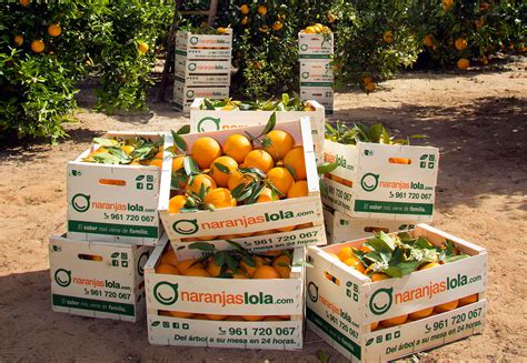 Federico Aparici, fundador de Naranjas Lola, mostrando la calidad de sus naranjas