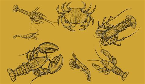 Ilustración de diferentes tipos de crustáceos