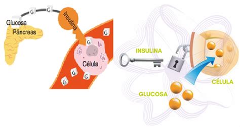 Esquema de cómo la glucosa entra en las células con y sin insulina