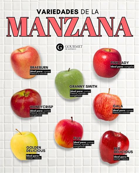 infografia detallada sobre los diferentes tipos de manzanas y sus usos culinarios