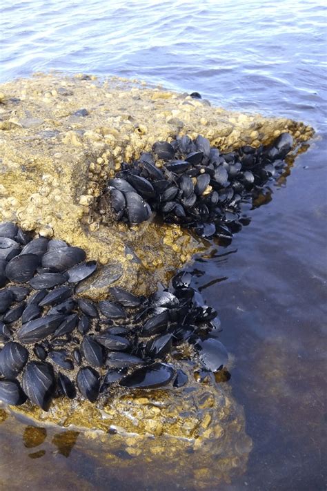 Infografía sobre el perfil nutricional de los choritos (mejillones)