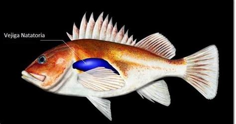 Esquema de la vejiga natatoria de un pez o una imagen de cola de pescado seca
