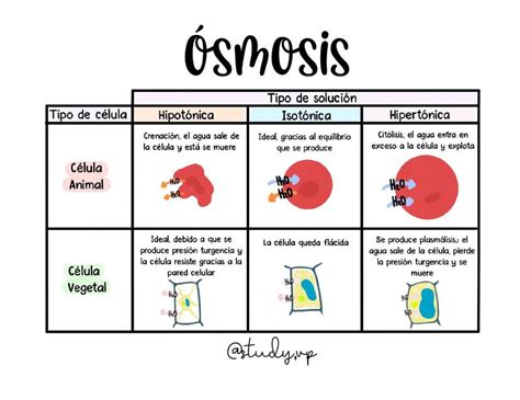 Infografía o esquema sobre el proceso de ósmosis en células y gominolas