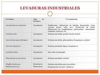 Tabla comparativa de especies de levaduras y sus aplicaciones industriales