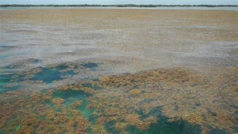 Vista aérea del Mar de Sargazos con algas flotantes