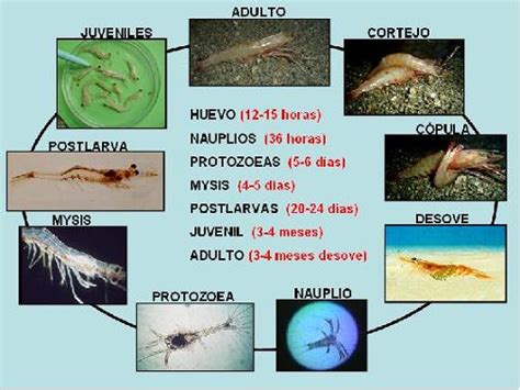 Infografía del ciclo de vida del camarón desde huevo a adulto