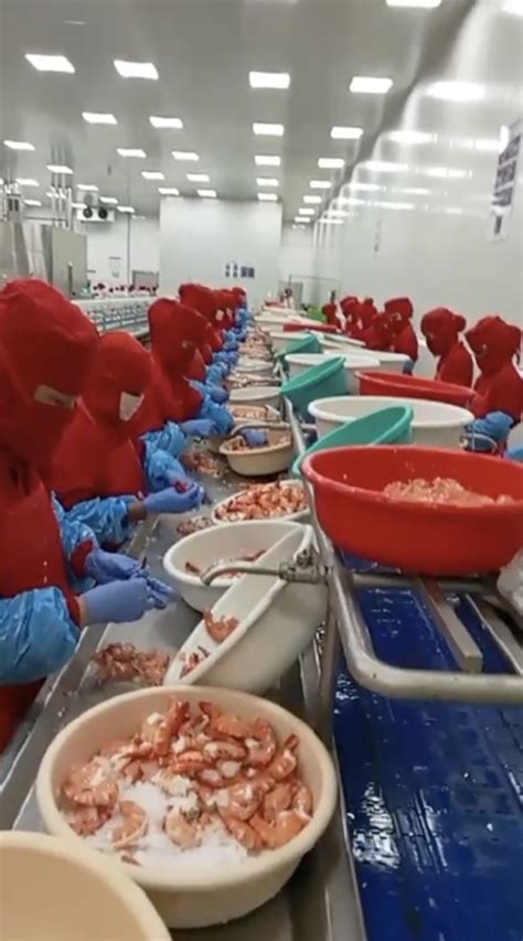 Trabajadores procesando camarones en una planta en Tumaco