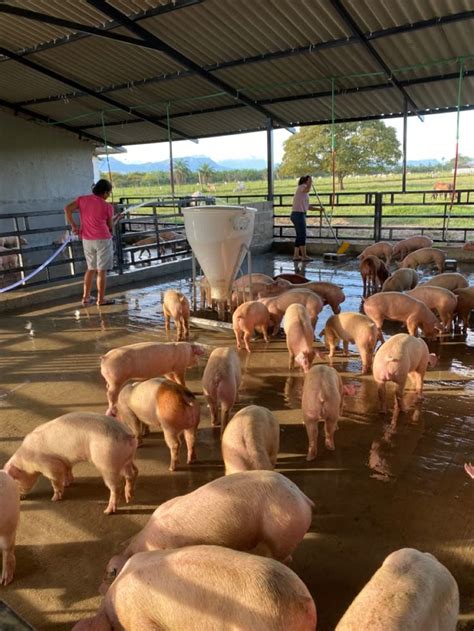 Diseño de logo de Chanchos con cerdos bailando, ingredientes frescos del Asoagro