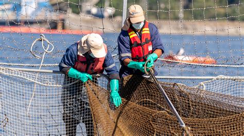 Fotografía de un buzo trabajando en jaulas de salmones, con equipo que parece básico o inadecuado.