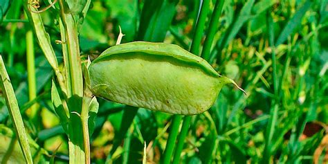 Esquema botánico de la planta Lathyrus sativus (almorta) mostrando sus vainas y semillas características.