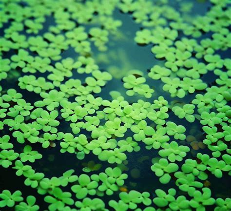 Foto macro de una superficie de agua cubierta por lentejas de agua