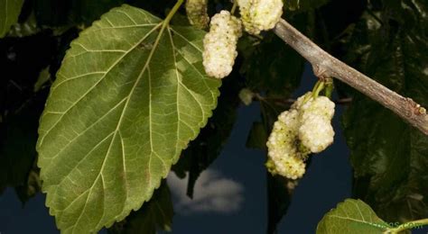 Foto de hojas y bayas de morera blanca