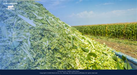 Fotografía: Instalación de la planta de ensilaje acuático de NZKS.