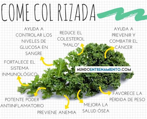Infografía con los beneficios nutricionales de la col kale