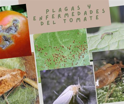 Esquema de las principales plagas y enfermedades que afectan al cultivo de frambuesa
