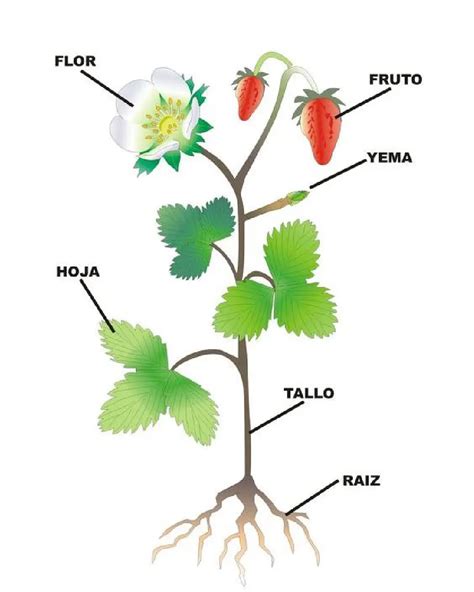 Esquema botánico del membrillero con sus partes: raíces, tronco, ramas, hojas, flores y frutos