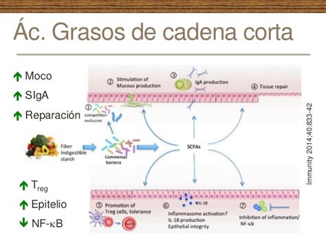 Gráfico mostrando la relación entre microbiota, fibra y ácidos grasos de cadena corta