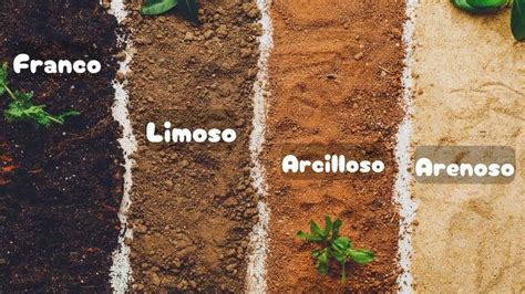 Esquema de las condiciones óptimas de suelo y luz para espinacas