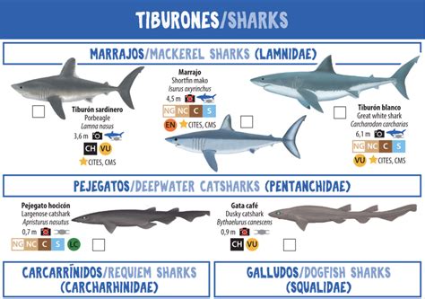 Infografía comparativa sobre el estado de conservación de tiburones y rayas en Chile según la IUCN
