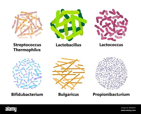 Esquema de las bacterias Streptococcus thermophilus y Lactobacillus bulgaricus microscópicas