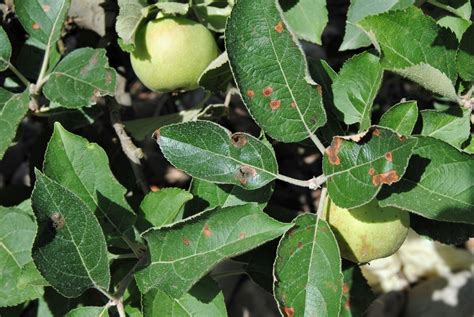 Muestra de hoja de manzano afectada por sarna (Venturia inaequalis)
