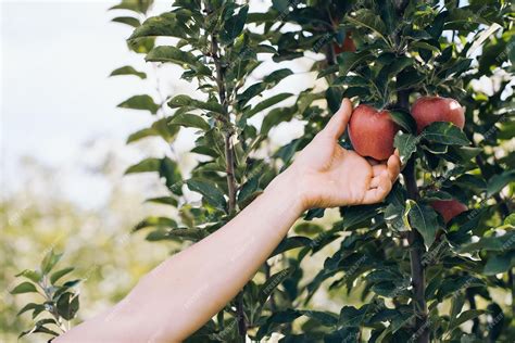Fotografía de una mano cosechando una manzana madura de un árbol con cuidado