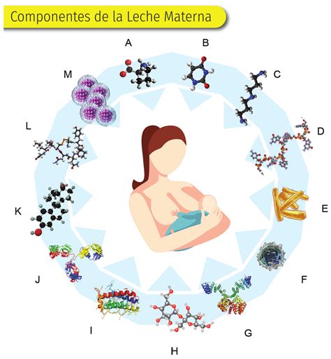 infografía sobre los nutrientes de la leche materna y cómo la fortificación los complementa