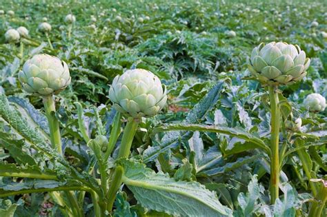 Campo de alcachofas con plantas en diferentes etapas de crecimiento, mostrando cabezas y brotes.