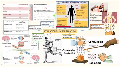 Esquema sobre la regulación de la temperatura corporal y los riesgos de exposición al calor extremo