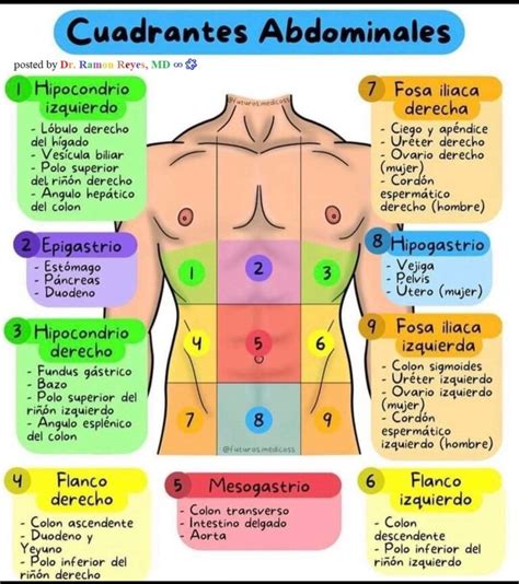 Diagrama anatómico mostrando las capas del abdomen y la ubicación de la incisión para abdominoplastia