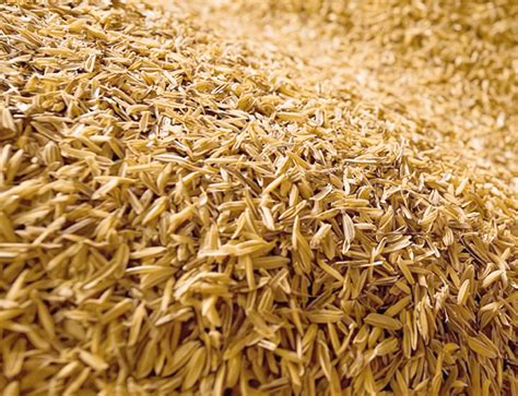 Foto de cascarilla de arroz siendo aplicada en un campo agrícola