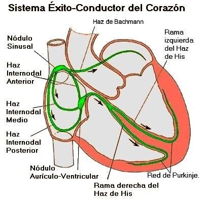 Esquema del sistema de conducción Tall Spindle