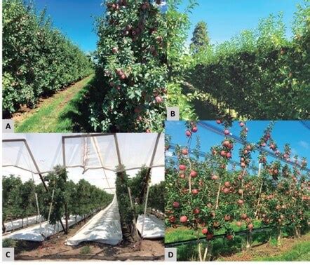 Representación del sistema de doble eje en manzano