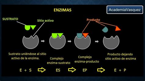 Esquema que muestra la acción de las enzimas (quimosina y pepsina) sobre las proteínas de la caseína en la leche.