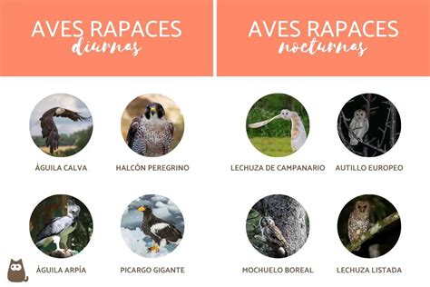 Infografía comparando características anatómicas y de vuelo de rapaces diurnas y nocturnas
