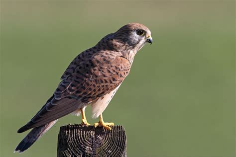 Foto de un Cernícalo Vulgar en vuelo estacionario sobre un campo