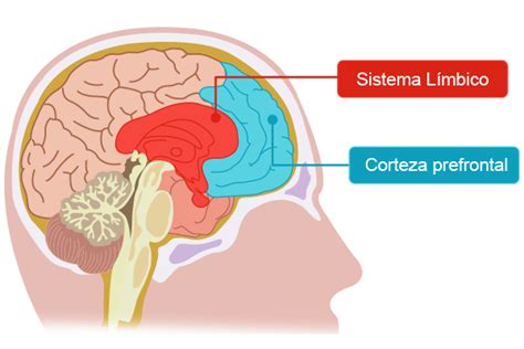 Infografía del desarrollo del cerebro adolescente, destacando la corteza prefrontal y el sistema límbico