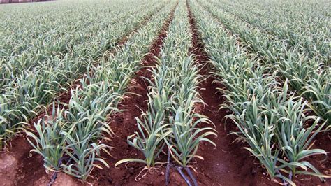 Campo de cultivo de ajo con plantas verdes frondosas