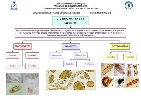 Esquema de las principales clases de parásitos que afectan al ganado bovino