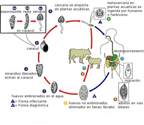 Infografía: Ciclo de vida de la Fasciola Hepatica y puntos de acción del clorsulón