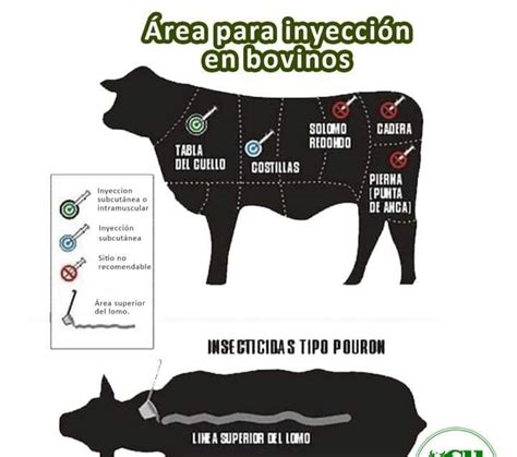 Diagrama de las zonas de aplicación subcutánea en bovinos