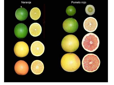 Ilustración de las diferentes etapas de maduración de un limón