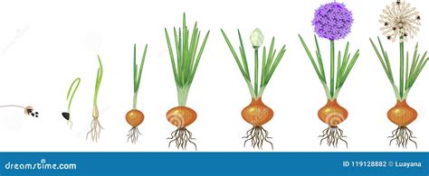 Ilustración detallada del ciclo de vida de la cebolla, destacando el escapo floral
