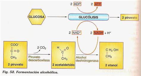 Esquema ilustrativo del ciclo de fermentación: microorganismos transformando azúcares en productos derivados como alcohol, dióxido de carbono y ácidos orgánicos.