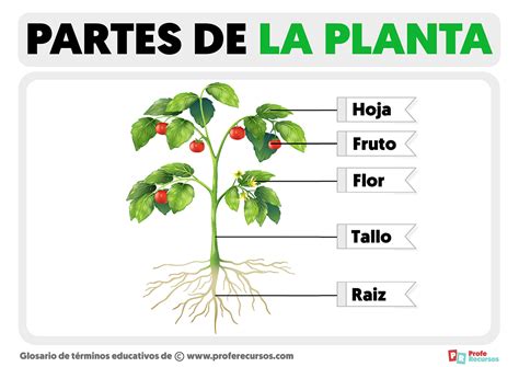 Esquema general de las partes de la planta de ají vulnerables a diversas plagas y enfermedades (hojas, tallos, raíces y frutos)